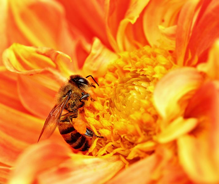 Honeybee collecting nectar.  Image courtsey of Sajjad Fazel (http://en.wikipedia.org/wiki/File:Honey_Bee_takes_Nectar.JPG)